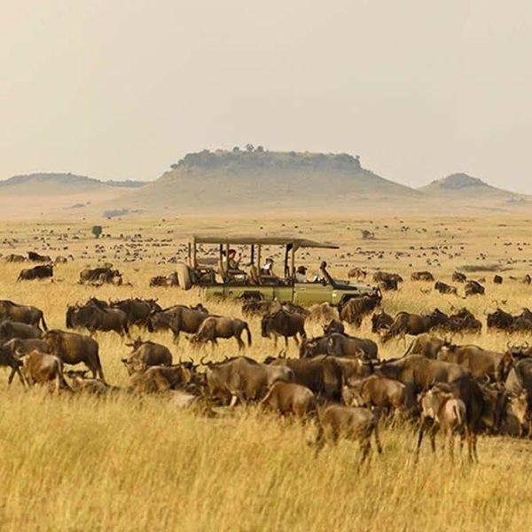 about-serengeti-great-wildebeest-migration-small