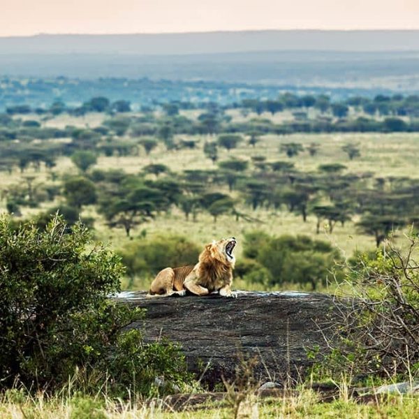 lion-serengeti-africa-small