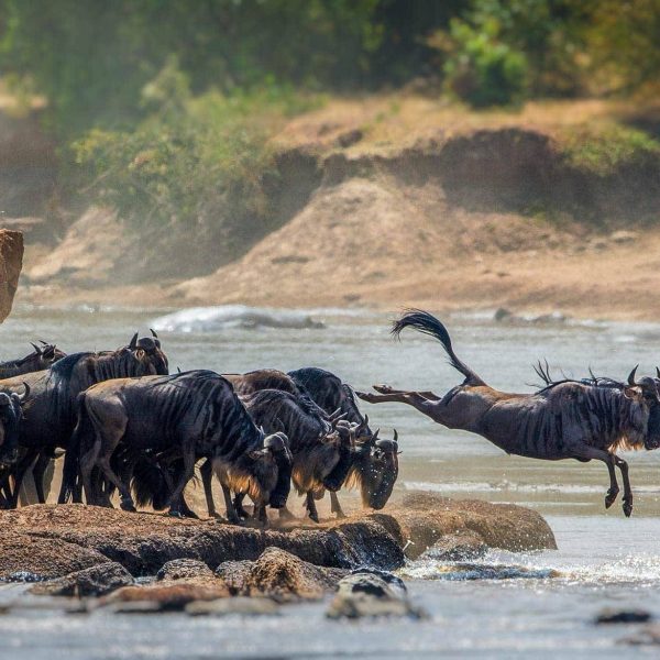 safari-serengeti-national-park