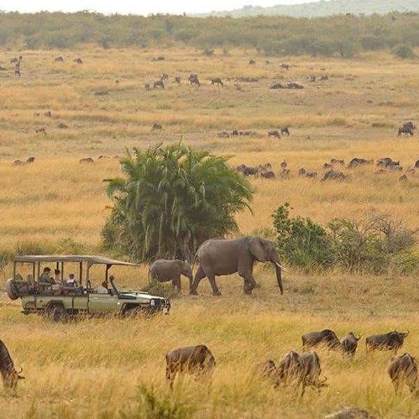 serengeti-game-drive-tanzania-small