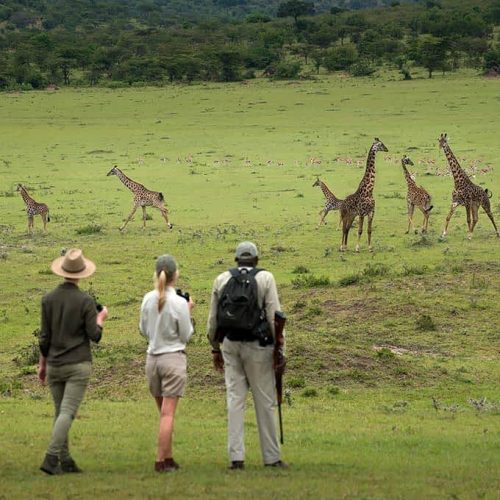 serengeti-walking-safari-kleins-camps-small