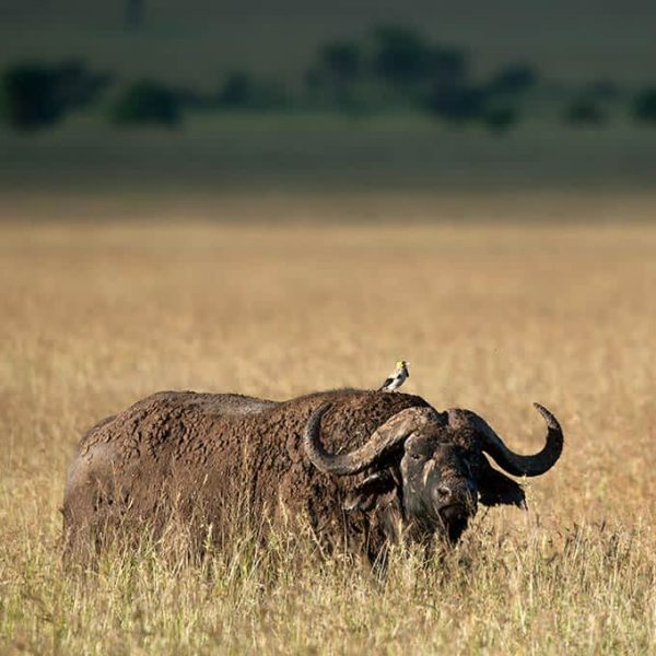 serengeti-wildlife-safari-buffalo-small