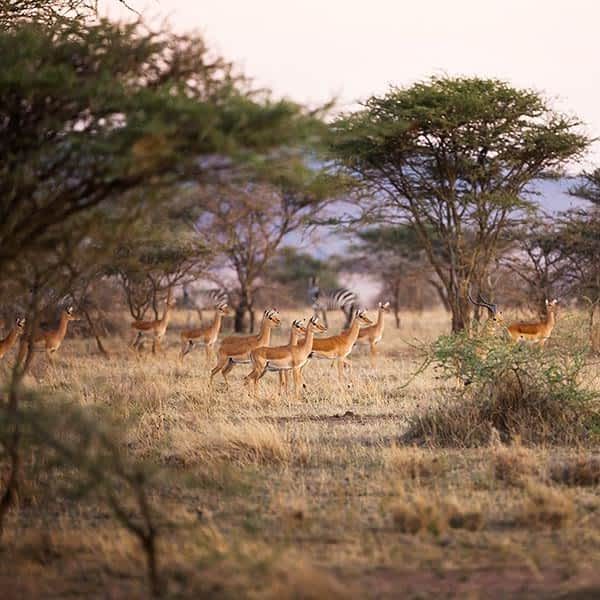 when-to-visit-serengeti-small