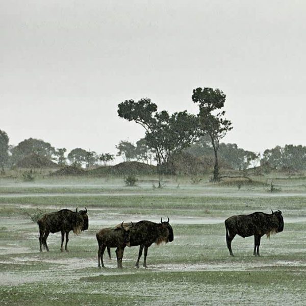 wildebeest-rainy-season-serengeti-small