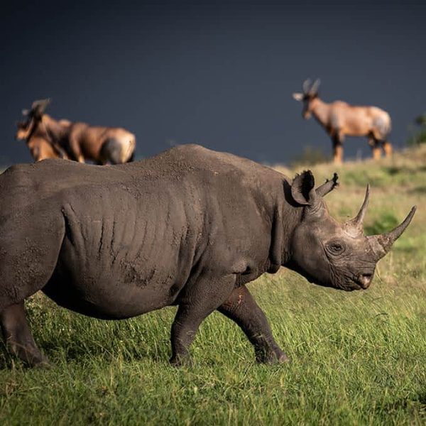 wildlife-safari-tanzania-serengeti-black-rhino-small