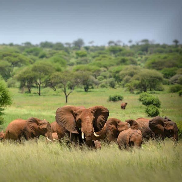 wildlife-serengeti-national-park-elephant-small